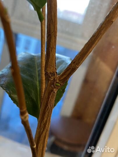 Камелия, комнатное растение