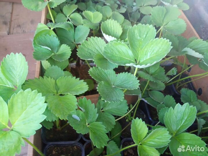 Рассада клубники