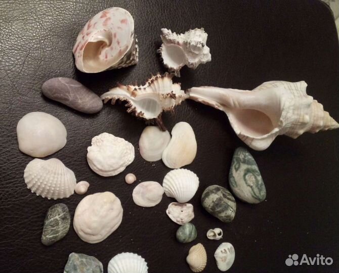 Ракушки морские