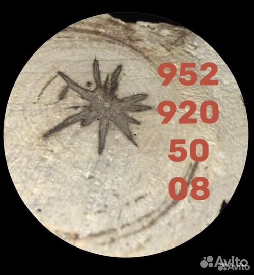 Спил деревьев