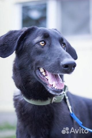 Собака бесплатно