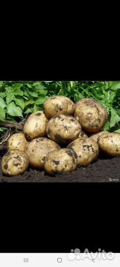 Продам картофель