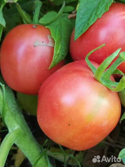 Семена суперурожайного томата О-ля-ля