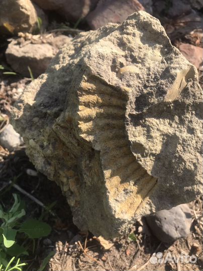 Доисторический камень