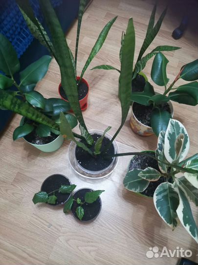 Домашние цветы