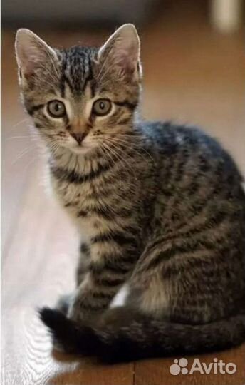 Котята отдам бесплатно