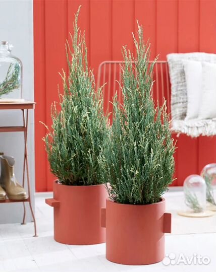 Можжевельник скальный Блю Айвори (Blue Ivory)