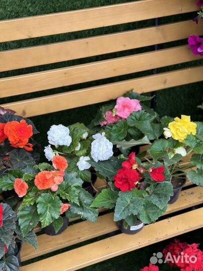 Бегония клубневая для озеленения