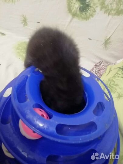 Малыши, 2 мес. Черные. Отдаю в добрые руки