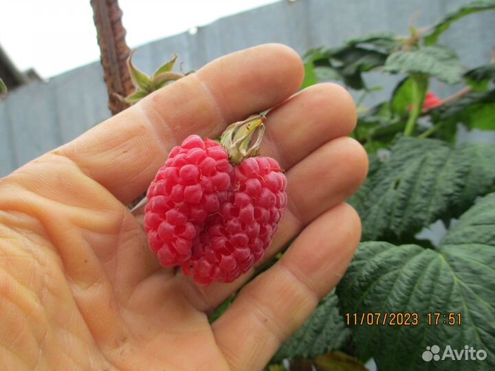 Саженцы чёрной смородины, малины