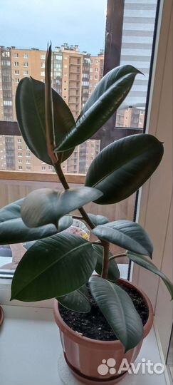 Комнатные растения - фикусы мелколистные