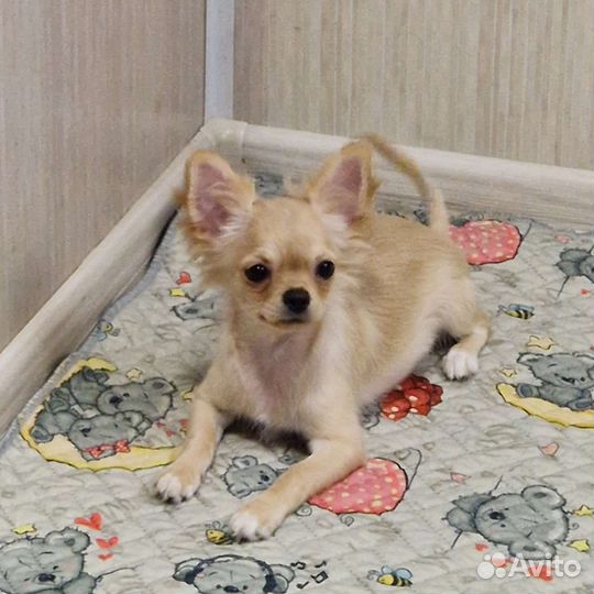 Чихуахуа девочка д/ш в продаже, 3 месяца