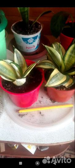 Сансевиерия голден ханни