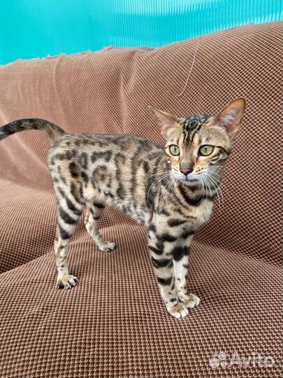 Бенгальская кошка