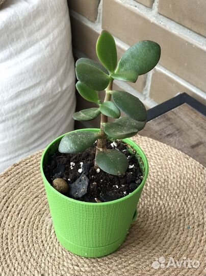 Цветы комнатные