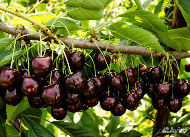 Саженцы Черешни Регина