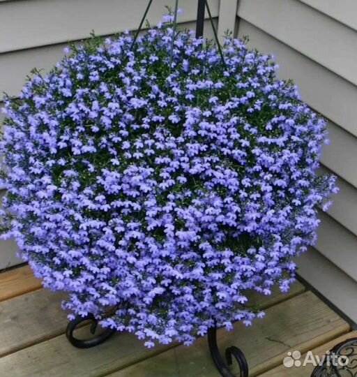 Лобелия ампельная ассорти