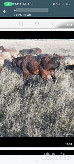 Курдючные бараны овцы