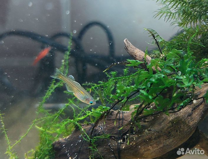 Севильи, Голубоглазки, Пигмеи, папоротники