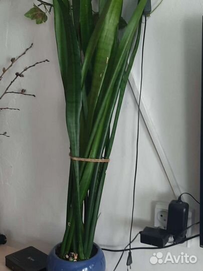 Комнатные цветы