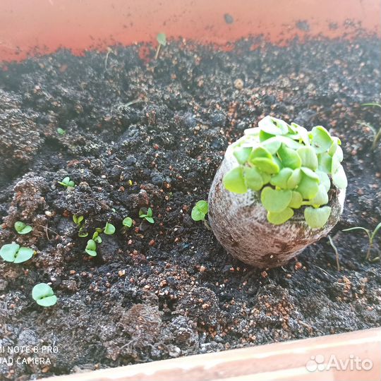 Кокосовые таблетки Jiffy,диаметр 45 мм,720 шт/кор