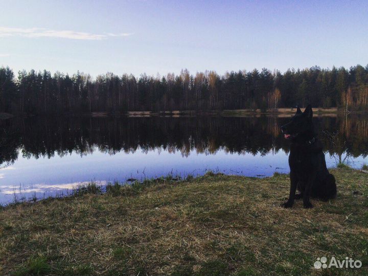 Передержка собак