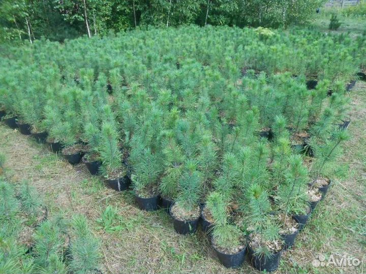 Кедр Сибирский и Корейский для Бонсай и Ниваки 4г