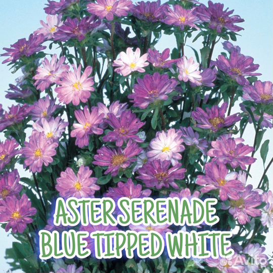 Рассада астры серии Серенада