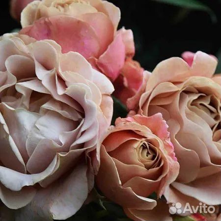 Роза Коко Локо