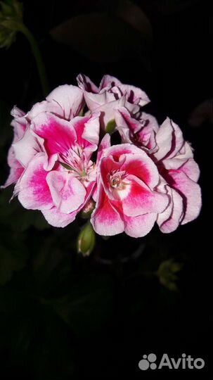 Герань пеларгония