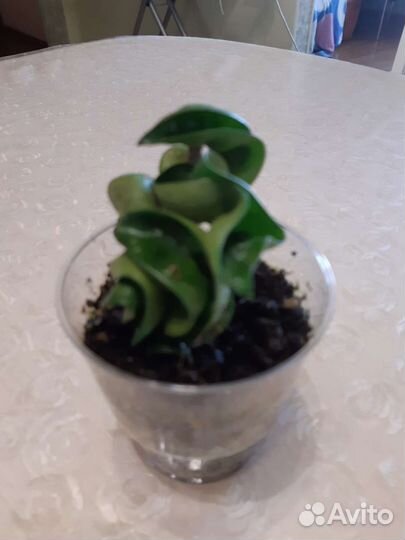 Хойя компакта