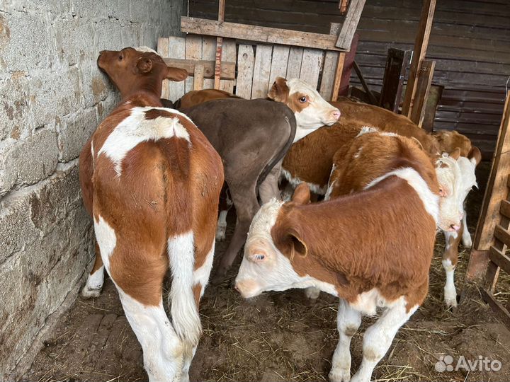 Телята телочки породы симментал