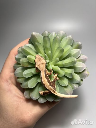 Малыши бананоедов Lilly White и другие