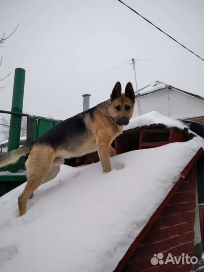 Вязка кобель