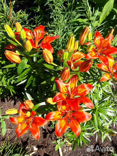 Луковицы лилий разных цветов