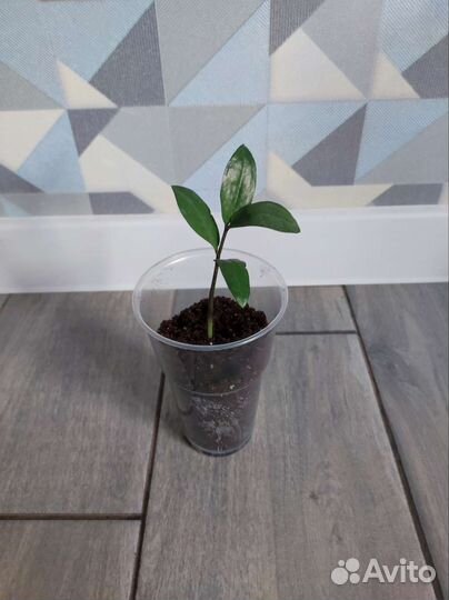 Замиокулькас