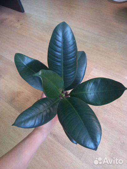 Фикус Каучуконосный