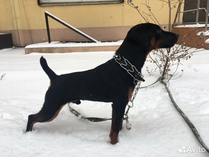 Ягдтерьер