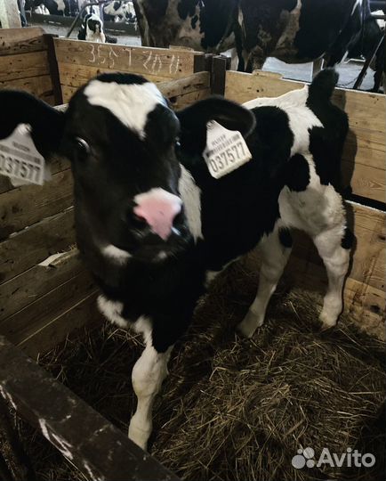 Телята бычки