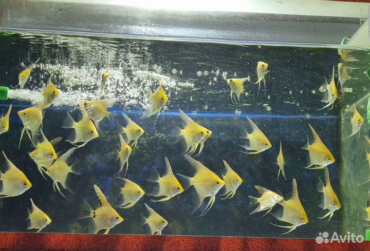 Рыбки аквариумные. Большой выбор