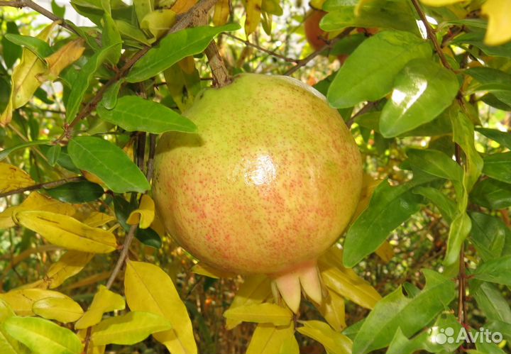 Саженцы крупного граната