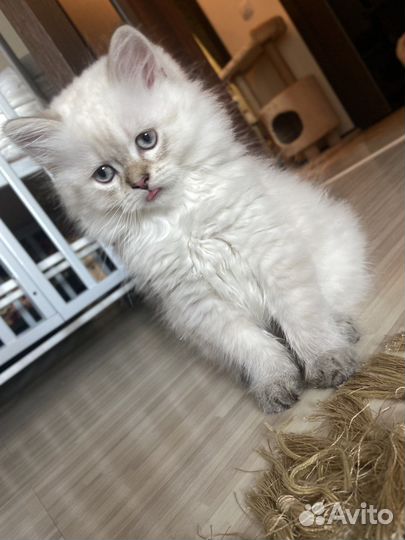 Скотиш фолд -шотландские вислоухие кошки