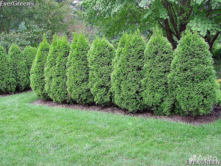 Туи вип класса