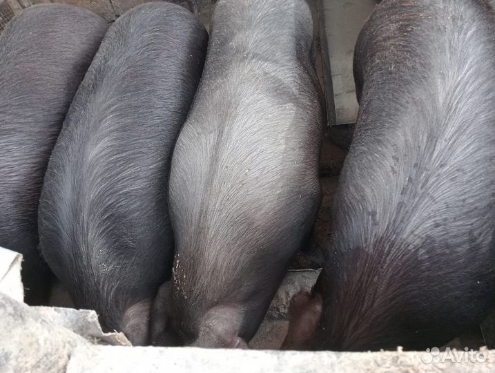 Продам свиней на мясо