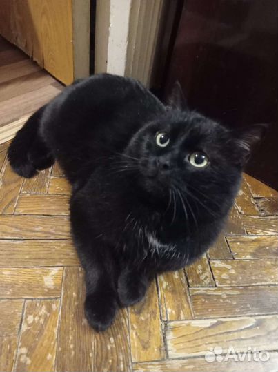 Кот 2.5 года