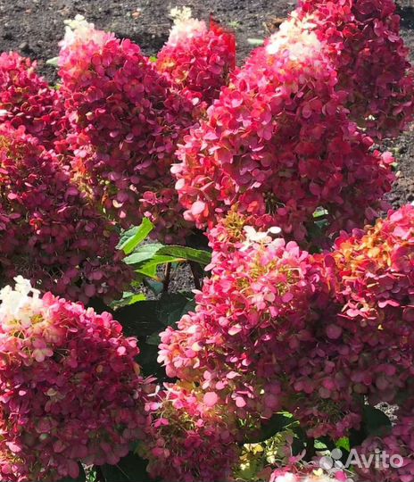 Гортензия метельчатая 1.2-1.5м информ в описании