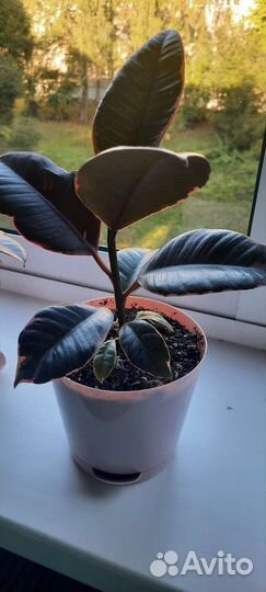 Фикус эластика Белиз