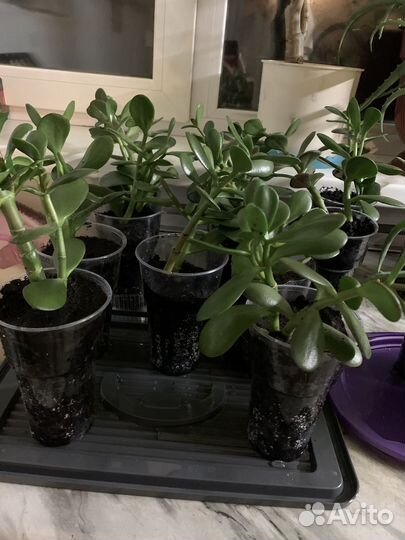 Толстянка,аэлое