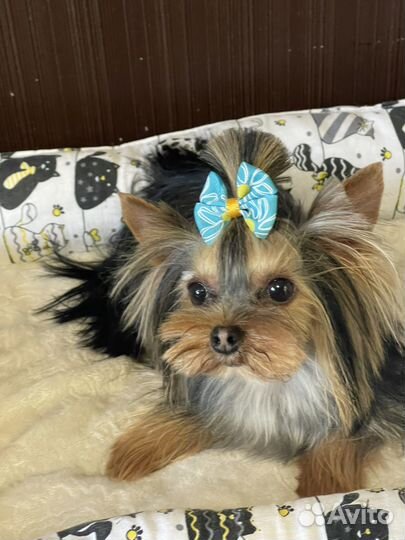 Йоркширский терьер мини