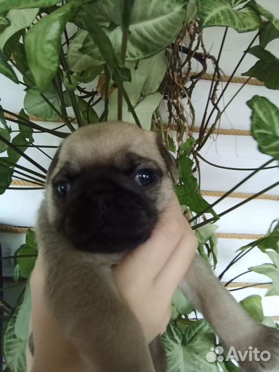 Щенки мопса